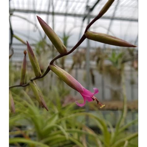 旋風木柄鳳開花|【新巧園】空氣鳳梨 旋風木柄鳳 Tillandsia flexuosa vivipara